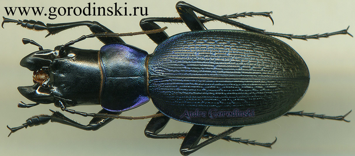 http://www.gorodinski.ru/carabus/Acathaicus alexandrae idolon.jpg